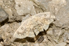 Cyclophora annularia