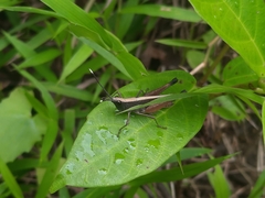 Phlaeoba antennata