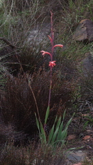 Watsonia vanderspuyae