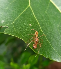 Myrmaplata plataleoides
