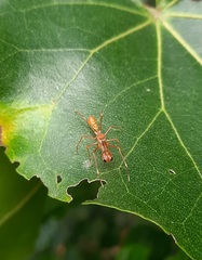 Myrmaplata plataleoides