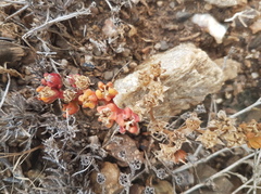 Mesembryanthemum nodiflorum