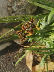 Ferraria crispa