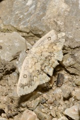 Cyclophora annularia