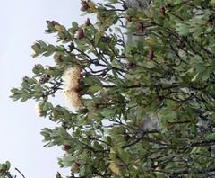 Protea glabra