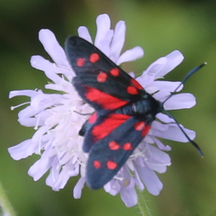 Zygaena ephialtes
