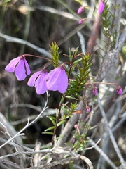 Tetratheca ericifolia