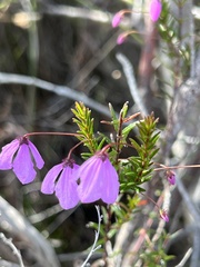Tetratheca ericifolia