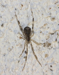 Episinus maculipes