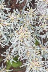 Euphorbia loricata