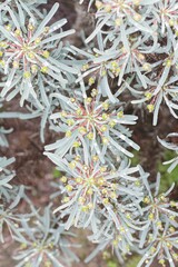 Euphorbia loricata