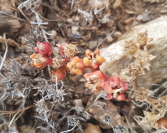 Mesembryanthemum nodiflorum