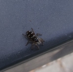 Salticus scenicus
