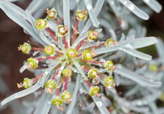 Euphorbia loricata