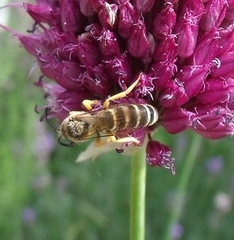 Halictus scabiosae