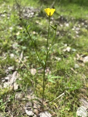 Ranunculus lappaceus