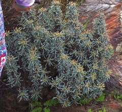 Euphorbia loricata