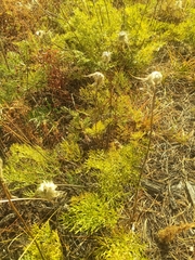 Pulsatilla turczaninovii