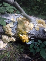 Pleurotus citrinopileatus