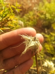 Pulsatilla turczaninovii