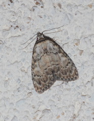 Meganola strigula