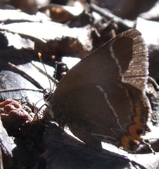 Satyrium w-album
