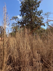 Andropogon gayanus