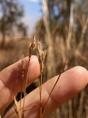 Andropogon gayanus
