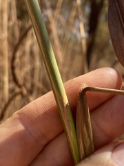 Andropogon gayanus