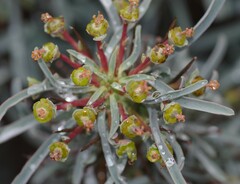 Euphorbia loricata