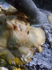 Pleurotus citrinopileatus