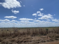 Andropogon gayanus