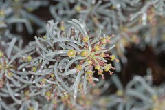 Euphorbia loricata