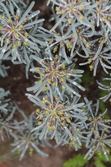 Euphorbia loricata