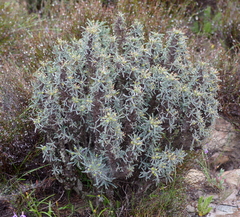 Euphorbia loricata