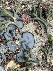 Codium convolutum