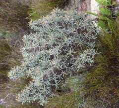 Euphorbia loricata