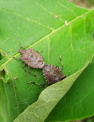 Halyomorpha picus