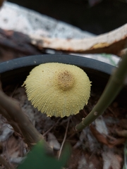 Leucocoprinus birnbaumii