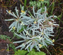 Euphorbia loricata