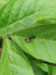 Camponotus sericeus
