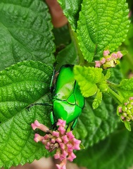 Heterorrhina elegans