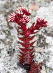Crassula alpestris