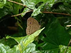 Mycalesis perseoides
