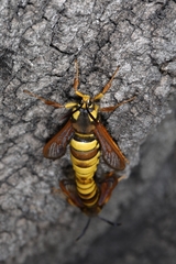 Sesia apiformis