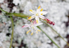Chlorophytum graminifolium