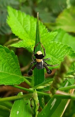 Stegodyphus tibialis