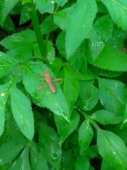 Riptortus linearis