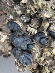 Codium convolutum