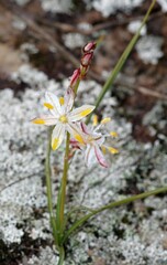Chlorophytum graminifolium